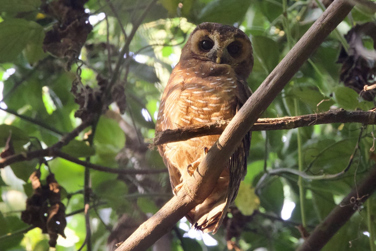 African Wood-Owl - ML640633955