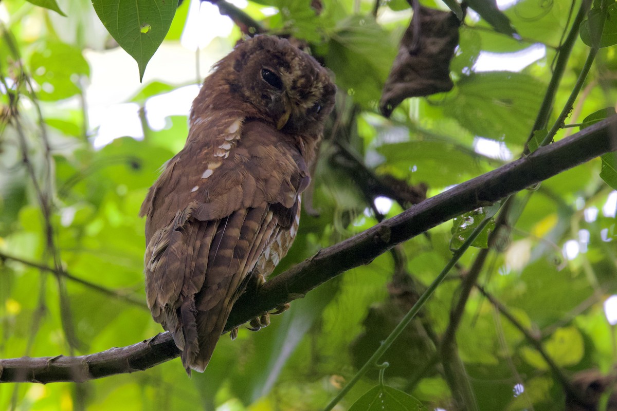 African Wood-Owl - ML640633956