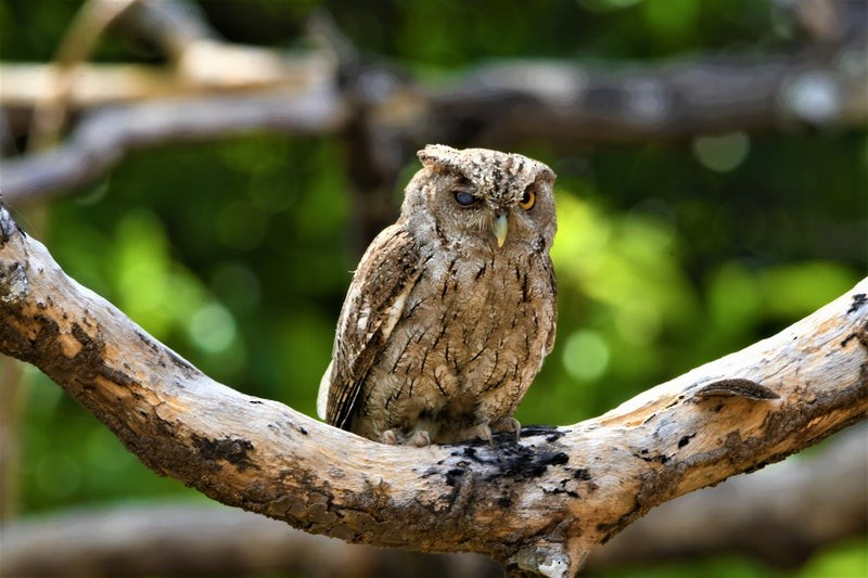 Pacific Screech-Owl - ML640634002