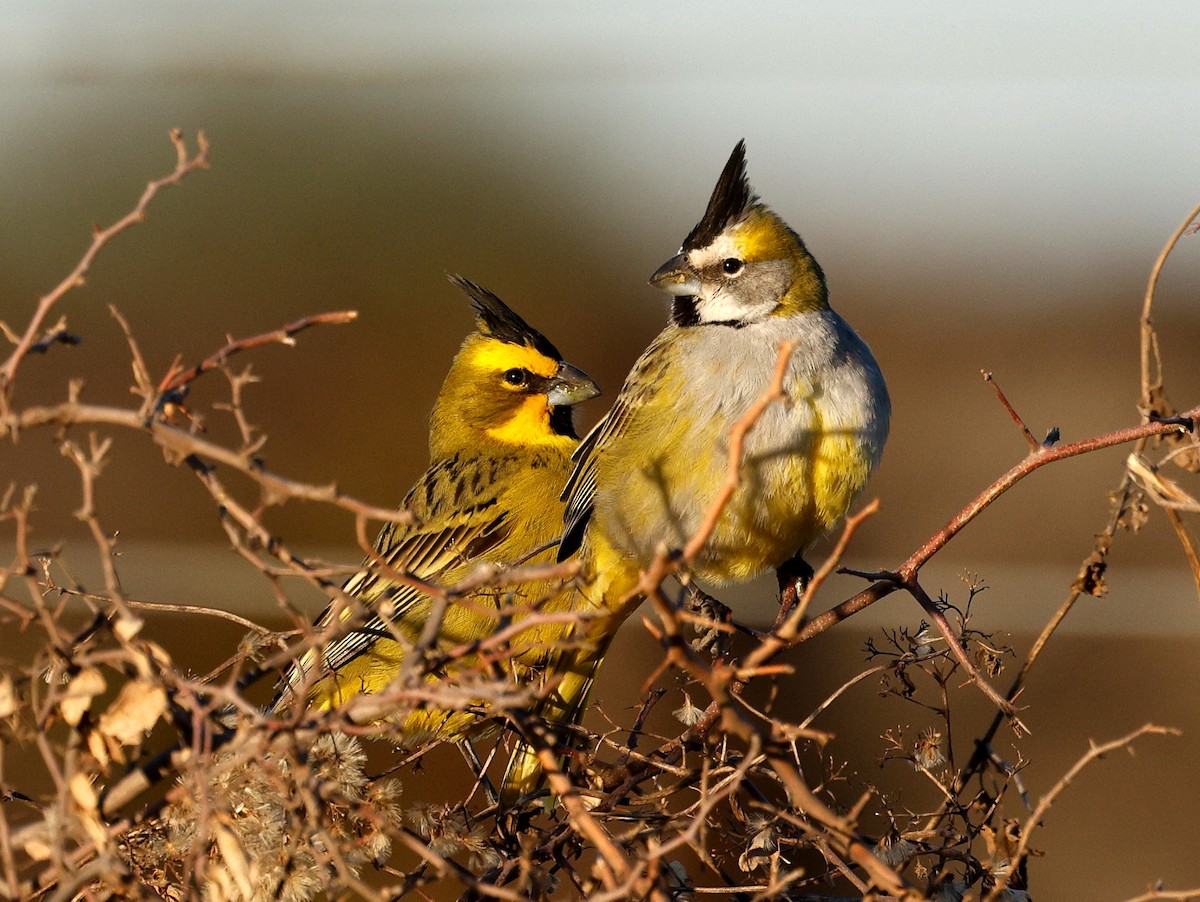 Yellow Cardinal - ML640634025