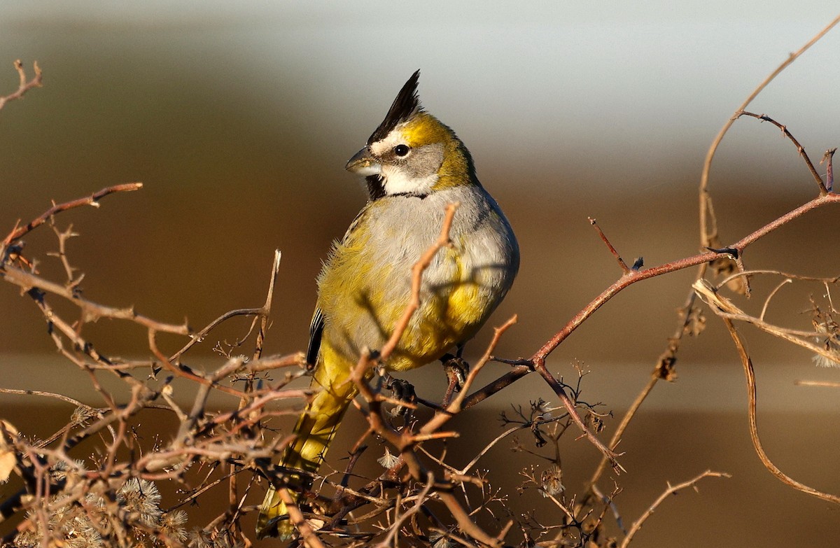 Yellow Cardinal - ML640634042
