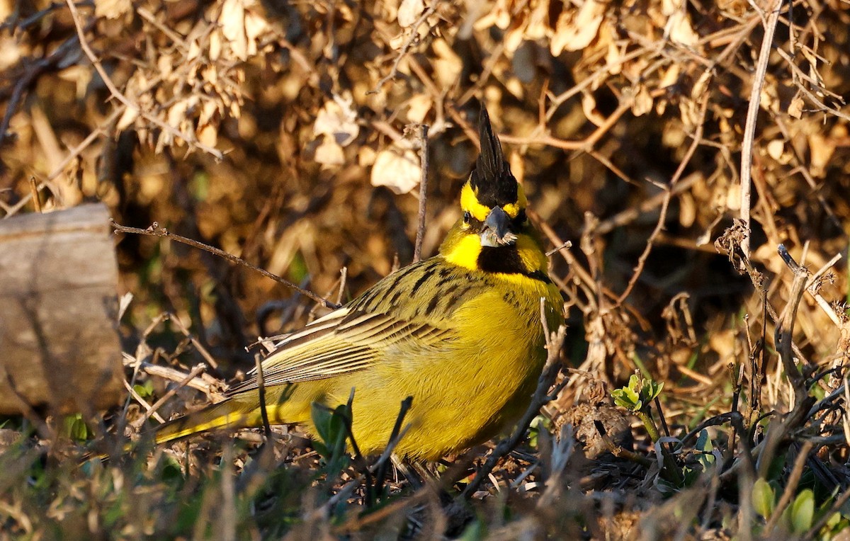 Yellow Cardinal - ML640634053