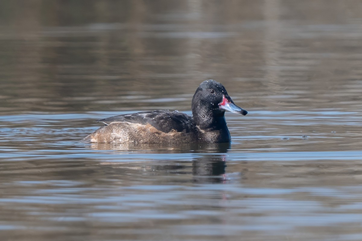 Black-headed Duck - ML640634089