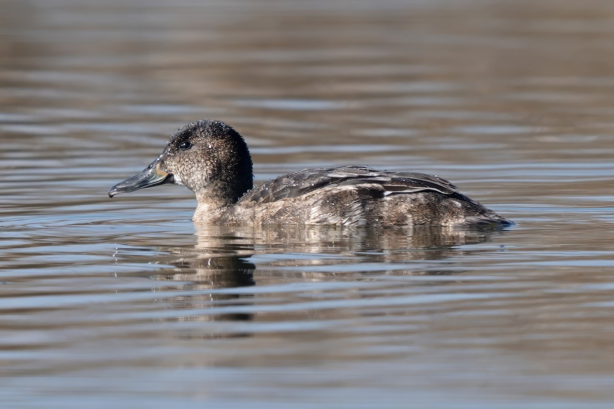 Black-headed Duck - ML640634090