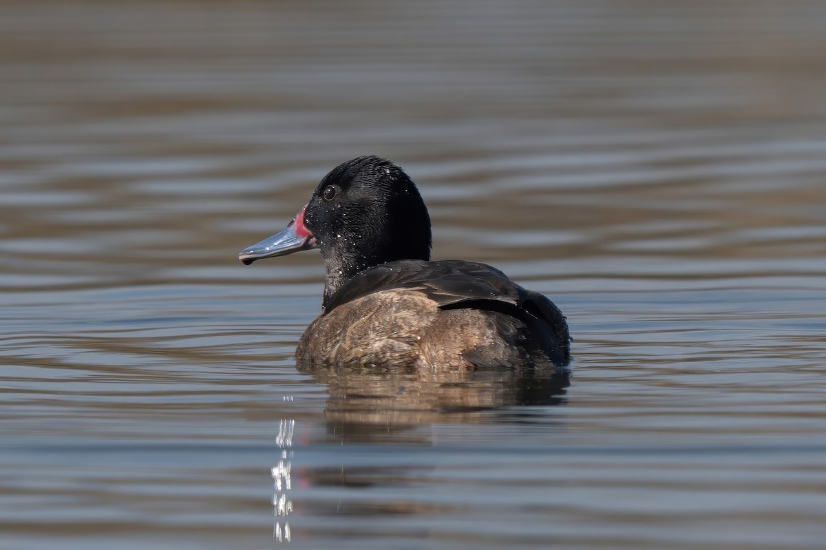 Black-headed Duck - ML640634091