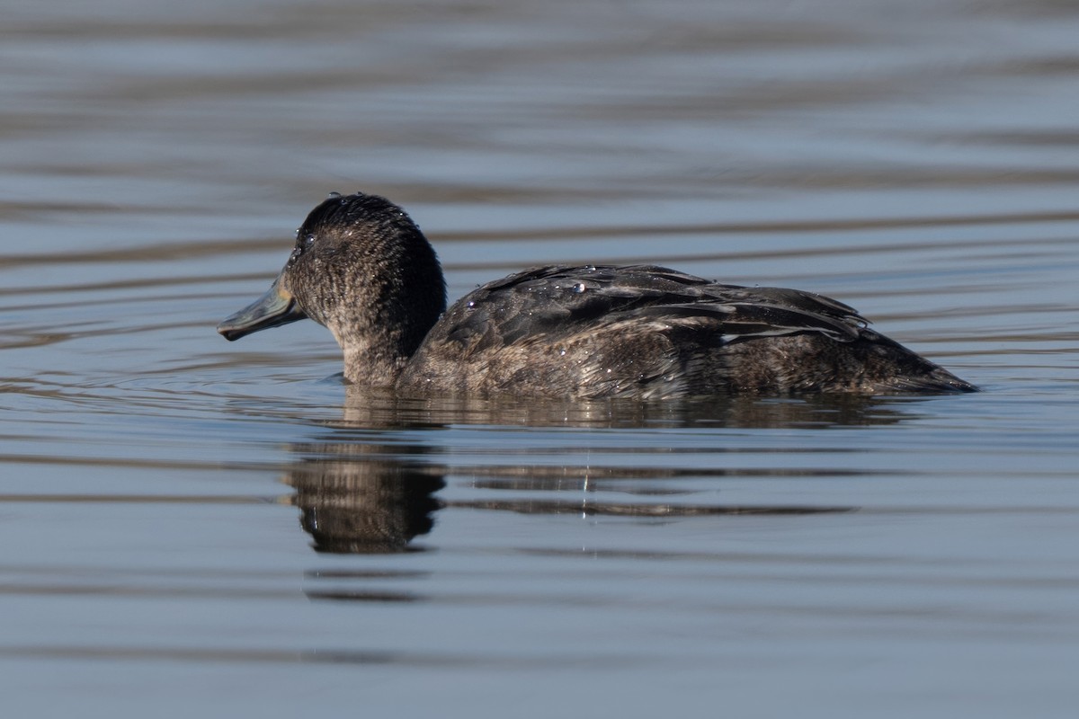 Black-headed Duck - ML640634092