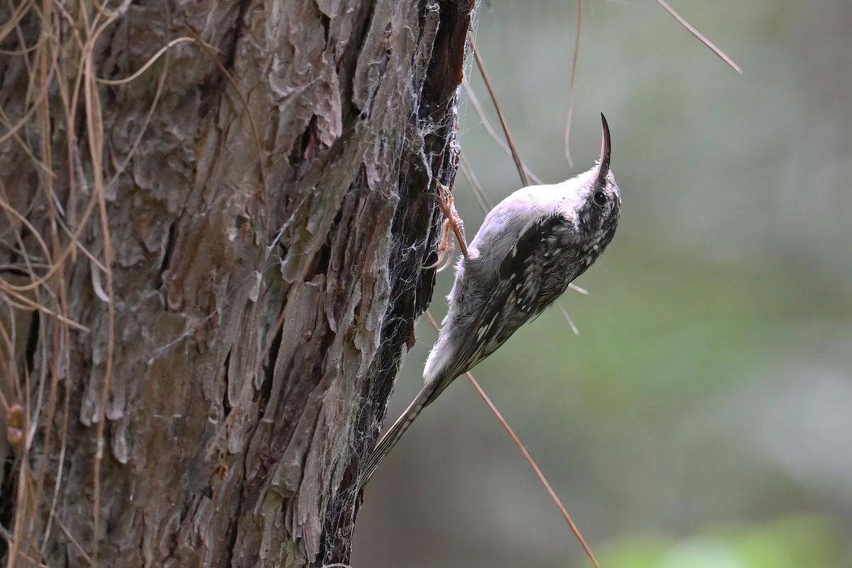 Bar-tailed Treecreeper - ML640634118