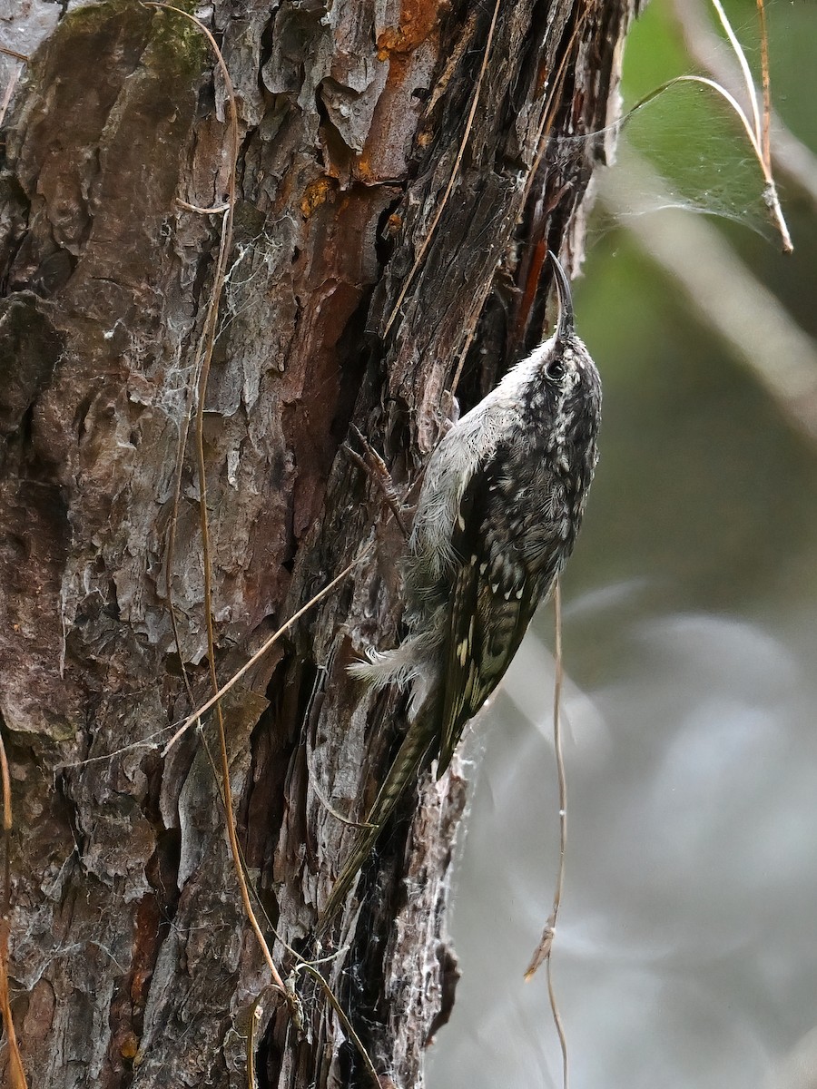 Bar-tailed Treecreeper - ML640634120