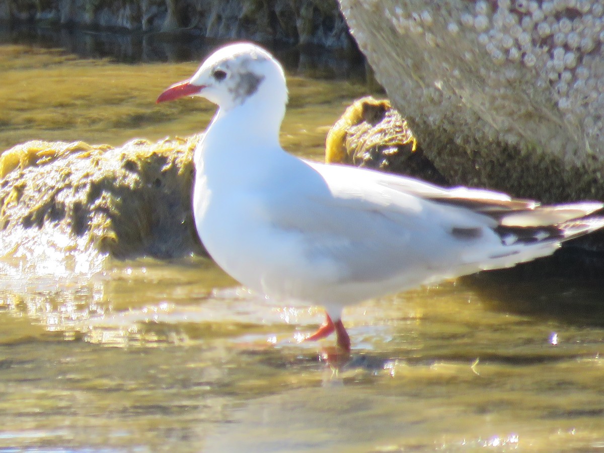 Dolphin Gull - ML640634171