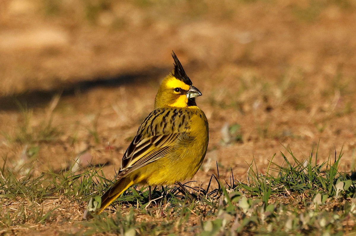 Yellow Cardinal - ML640634208