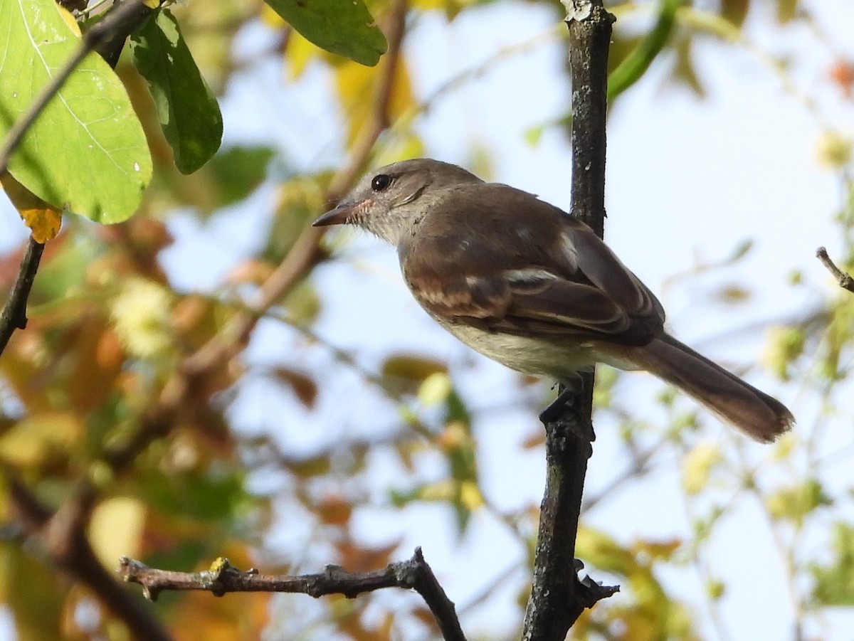 Mouse-colored Tyrannulet (Northern) - ML640634221