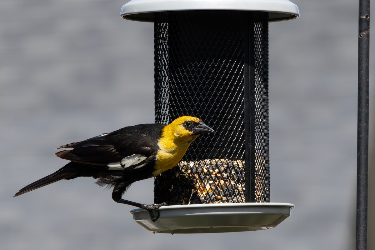 Yellow-headed Blackbird - ML640634223