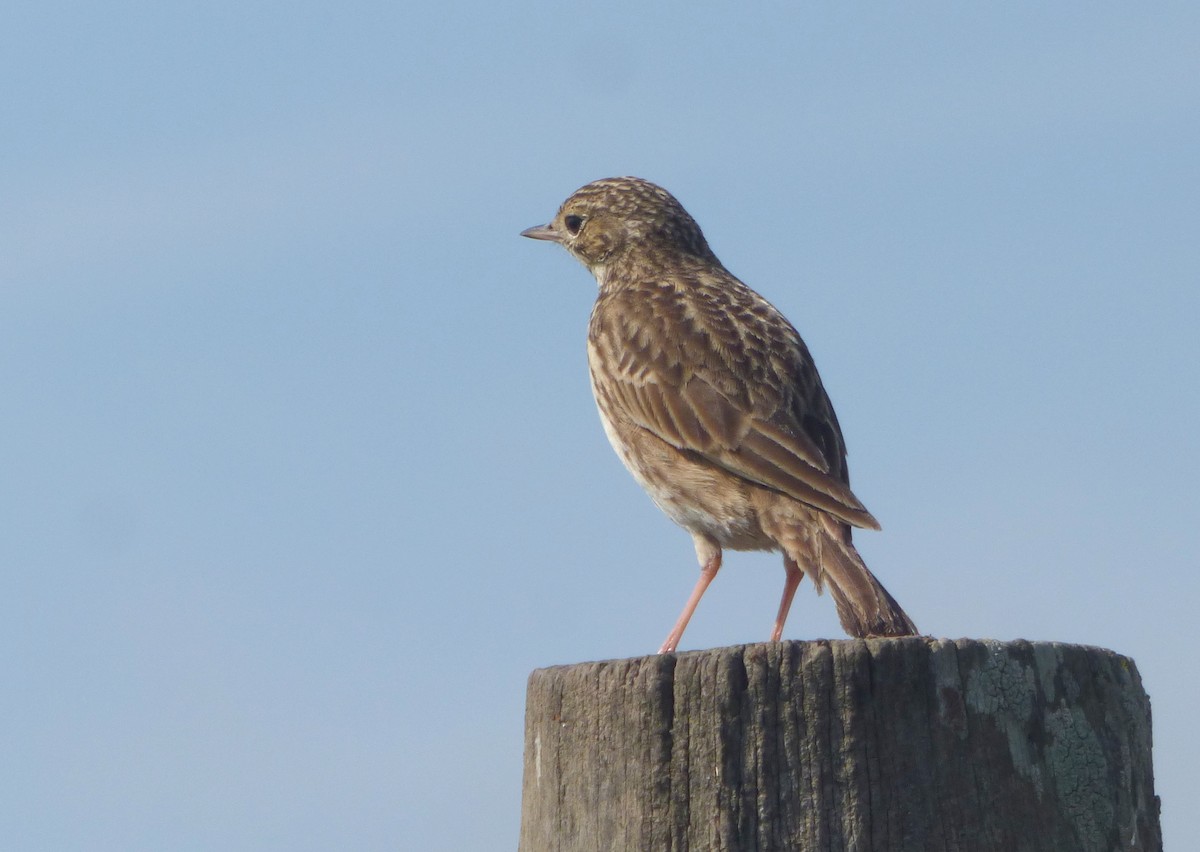 Short-billed Pipit - ML640634238