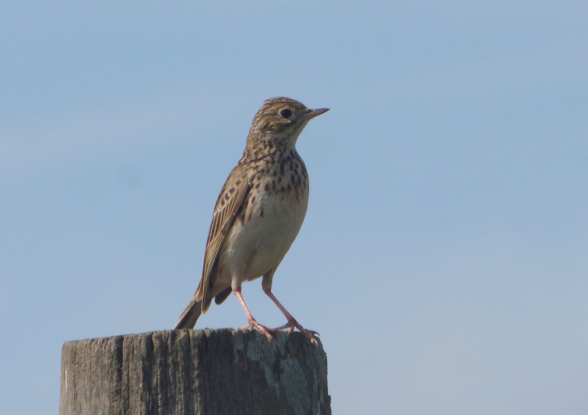 Short-billed Pipit - ML640634239
