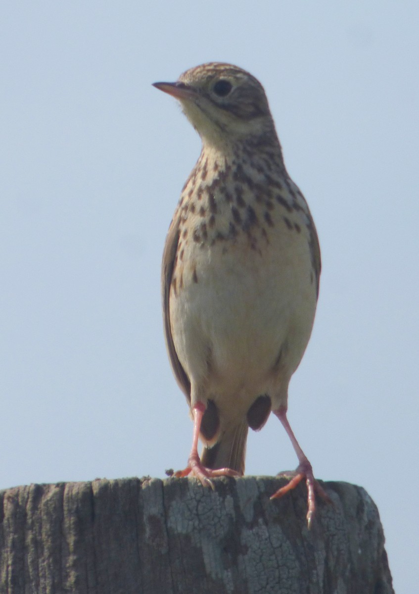 Short-billed Pipit - ML640634240