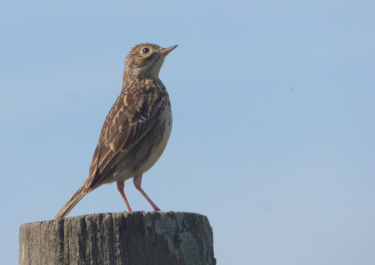 Short-billed Pipit - ML640634241