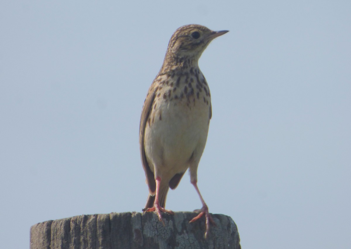 Short-billed Pipit - ML640634242