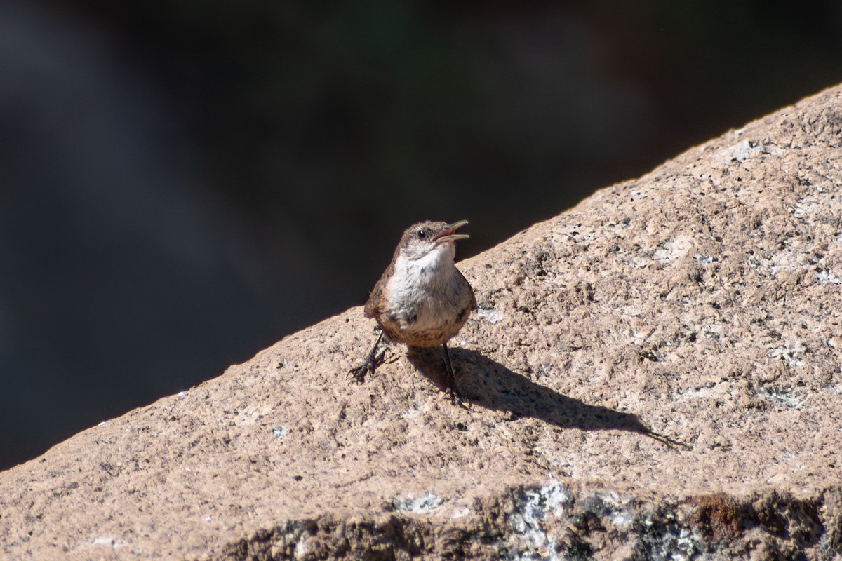 Canyon Wren - ML640634269