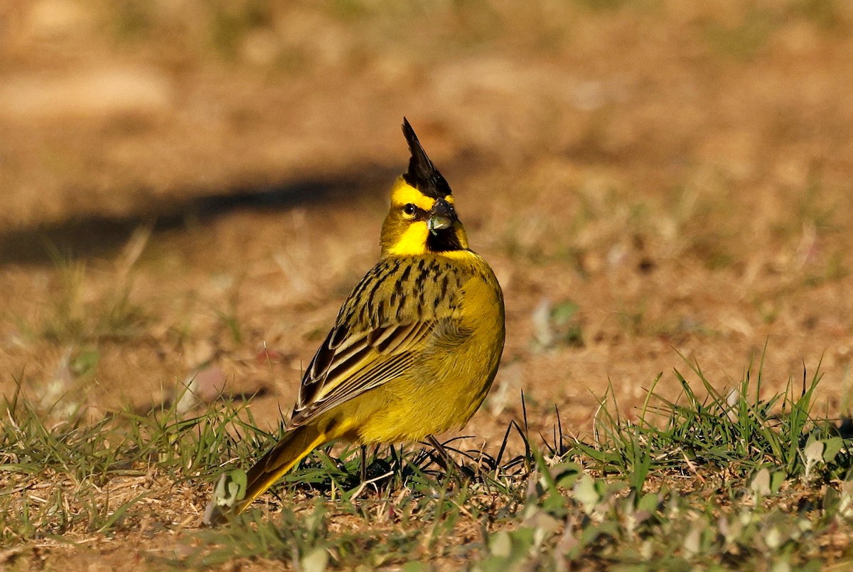Yellow Cardinal - ML640634272