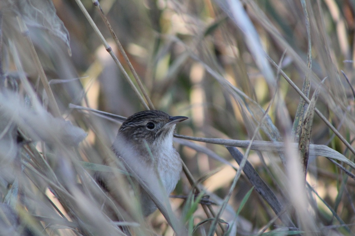 Sedge Wren - ML640634285