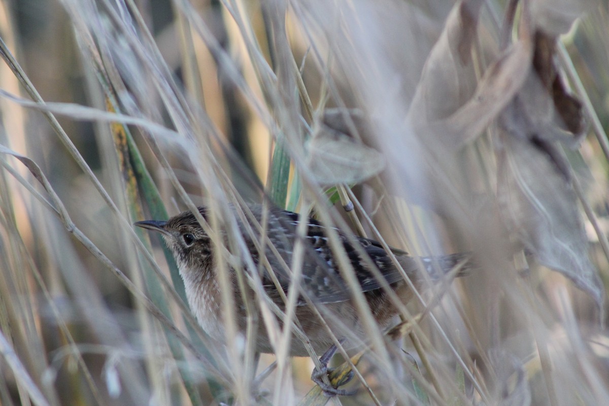 Sedge Wren - ML640634286