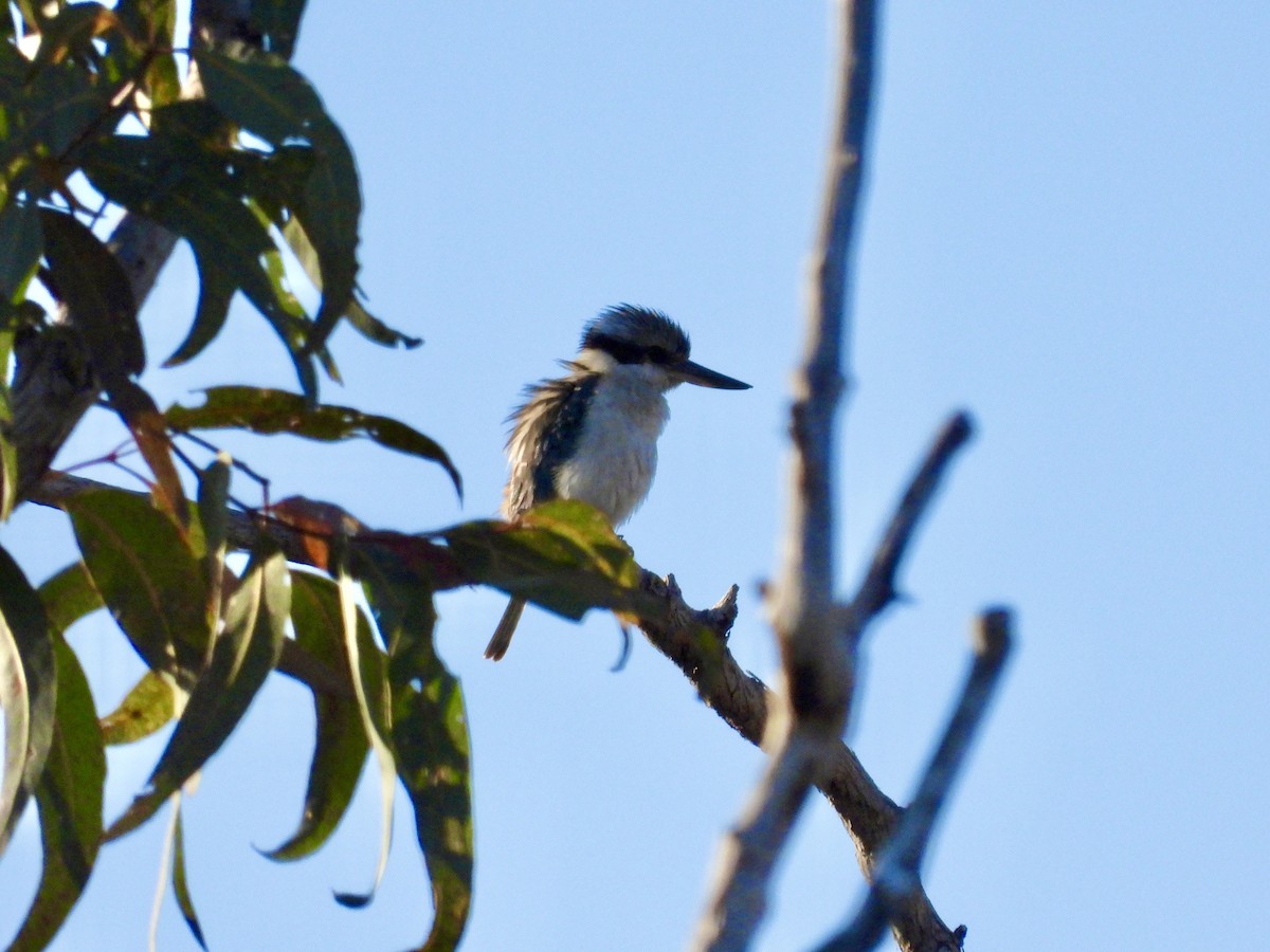 Red-backed Kingfisher - ML640634295