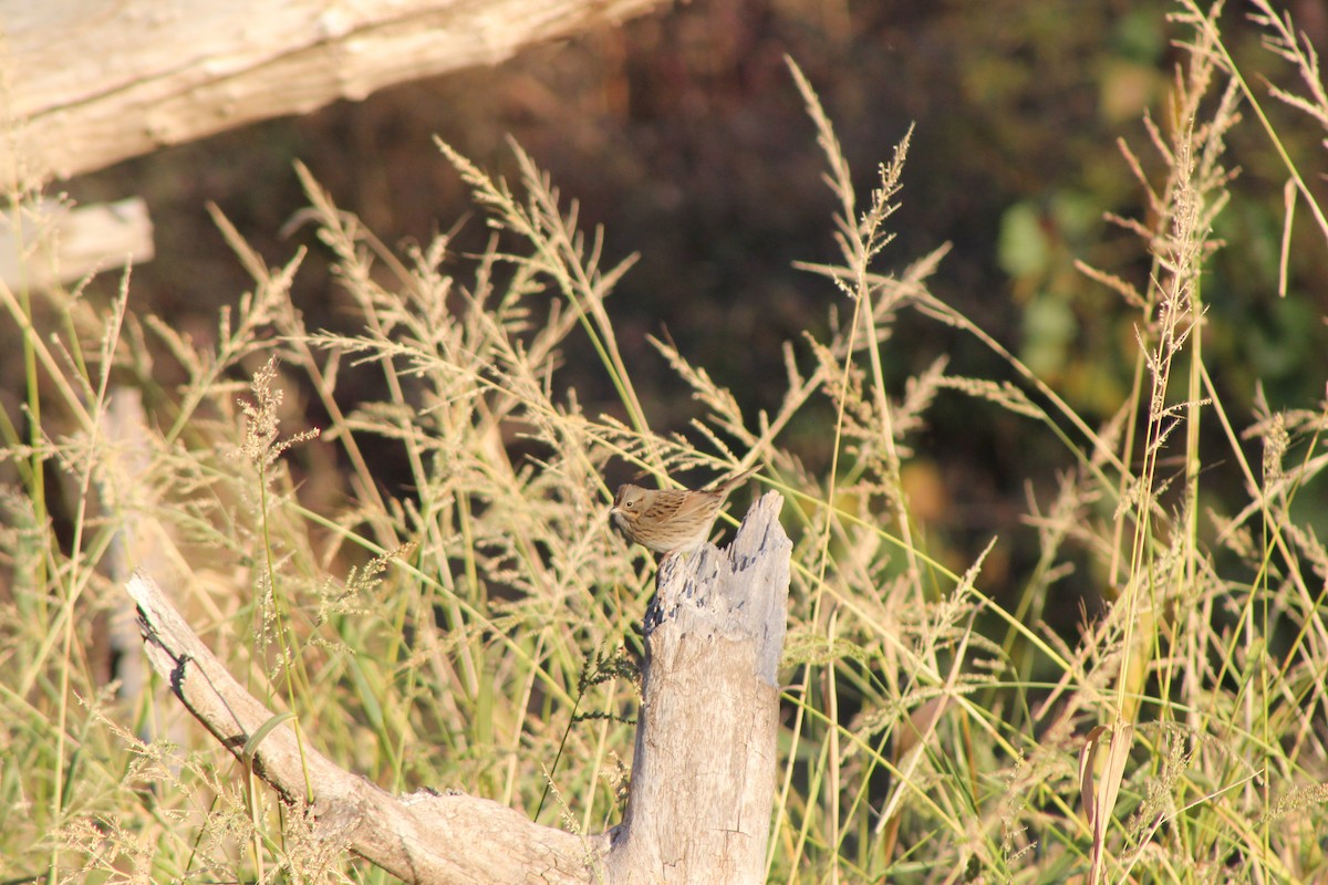 Lincoln's Sparrow - ML640634303