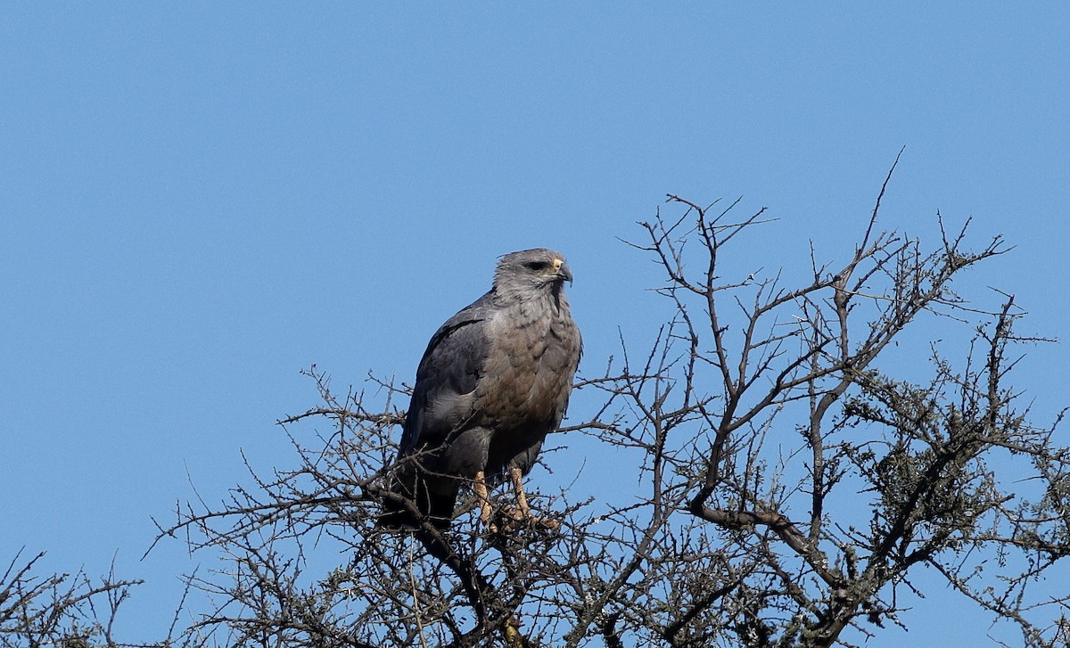Chaco Eagle - ML640634304