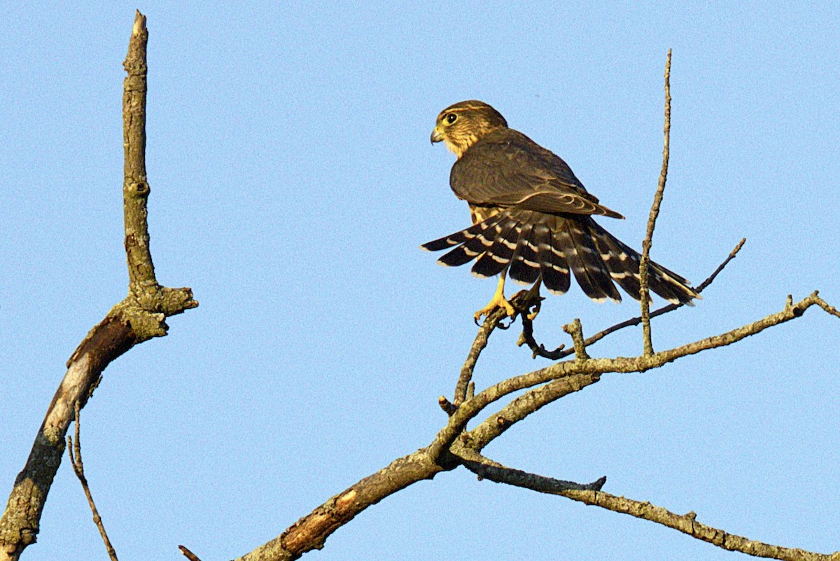 dřemlík tundrový - ML640634322