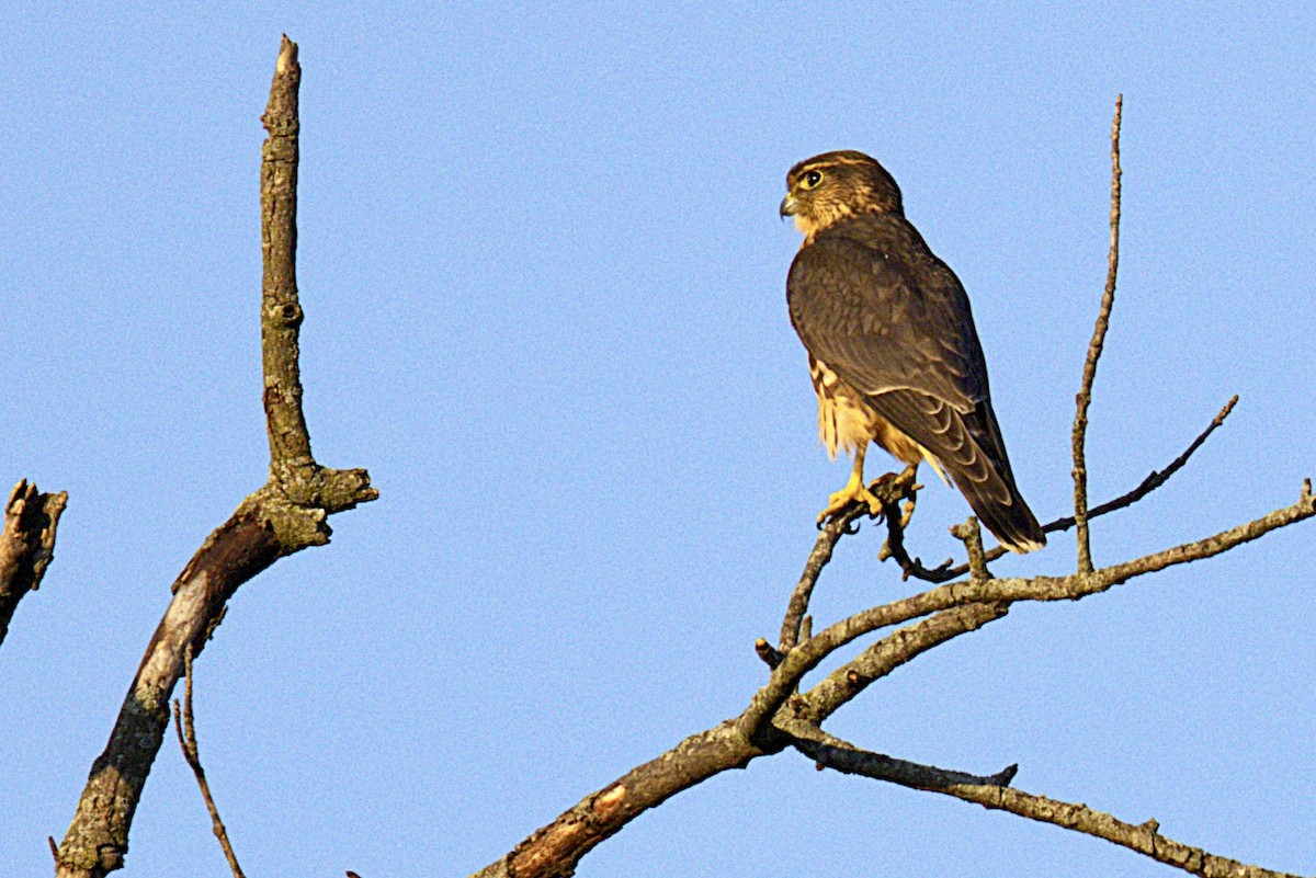 dřemlík tundrový - ML640634323