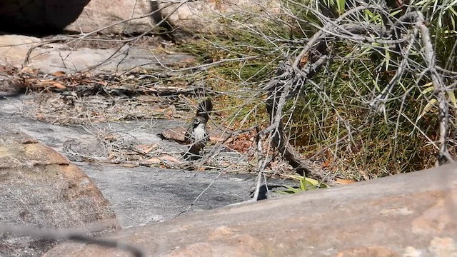 White-throated Grasswren - ML640634331