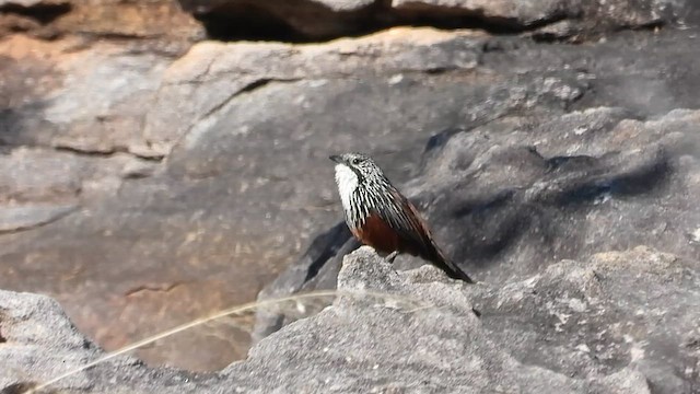 White-throated Grasswren - ML640634332