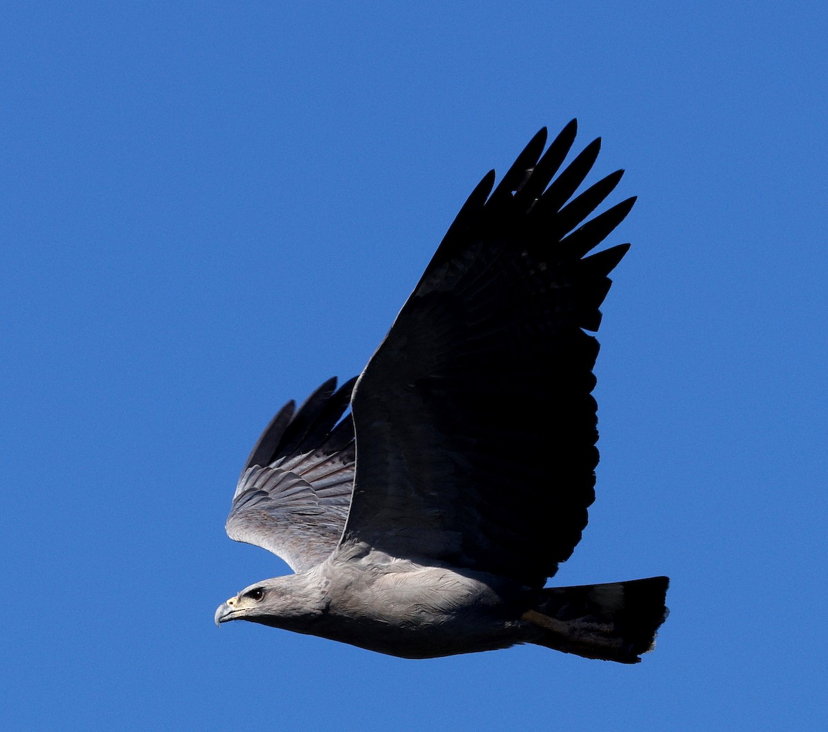 Chaco Eagle - ML640634334
