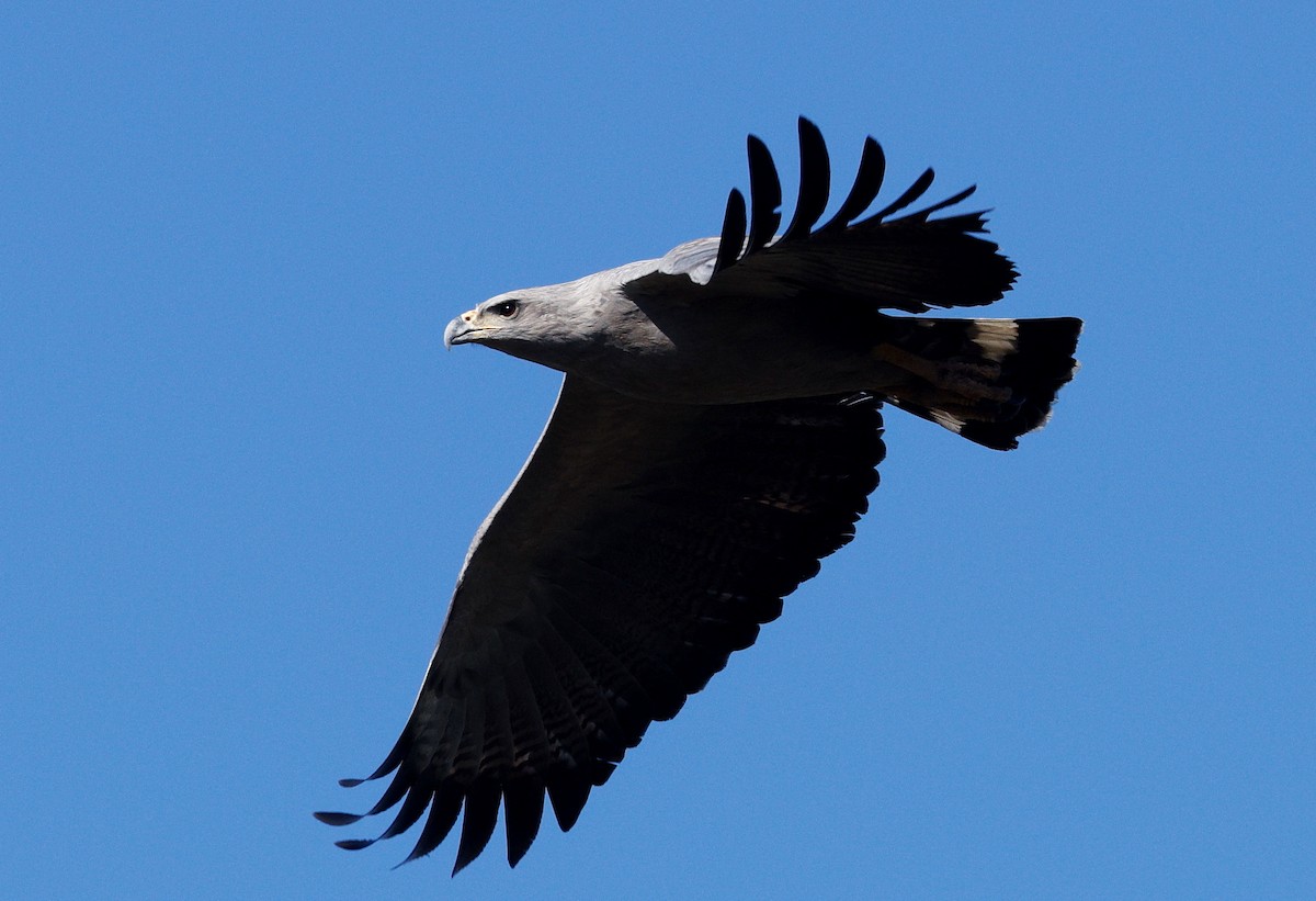 Chaco Eagle - ML640634382