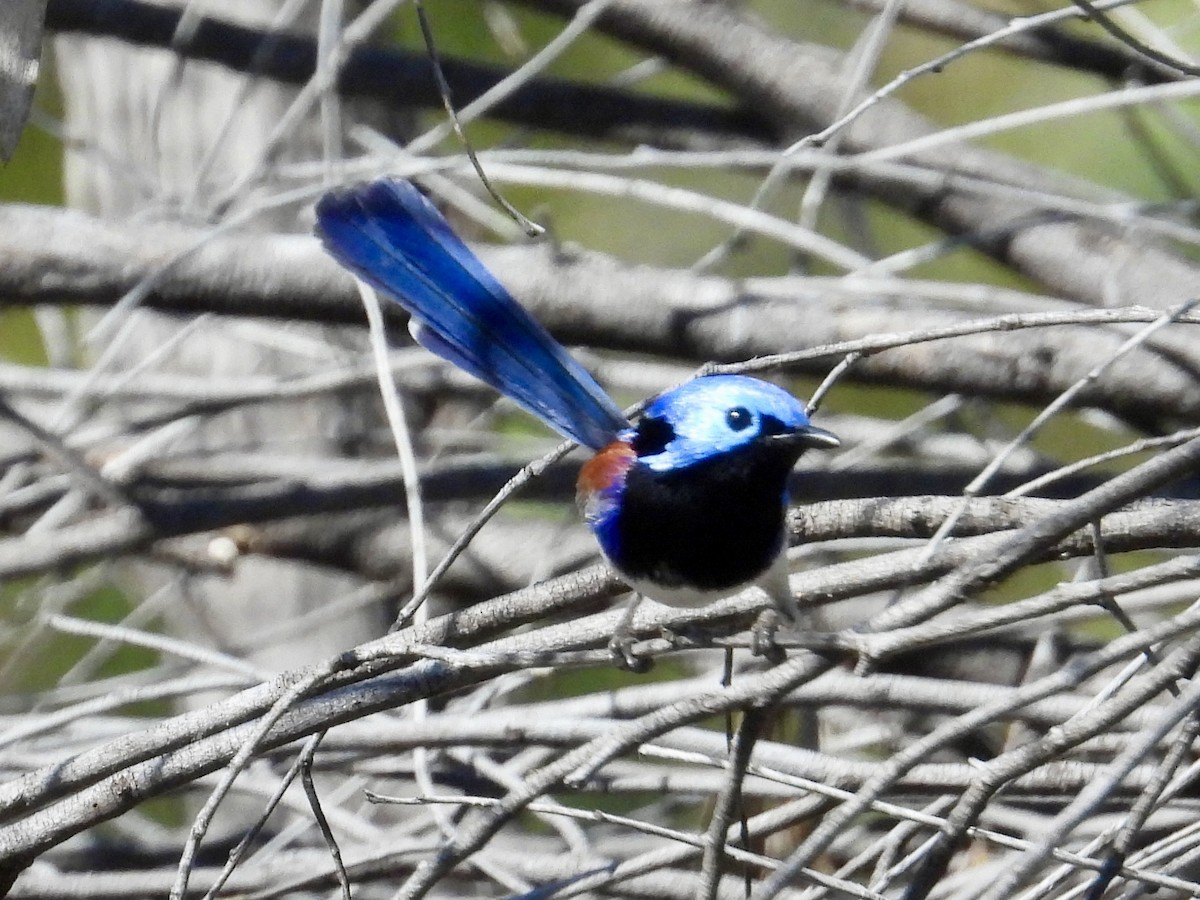 Purple-backed Fairywren (Lavender-flanked) - ML640634384