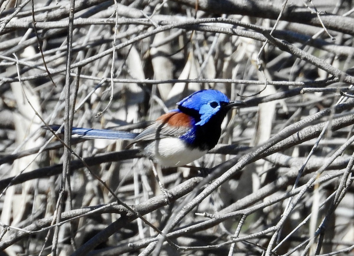 Purple-backed Fairywren (Lavender-flanked) - ML640634385