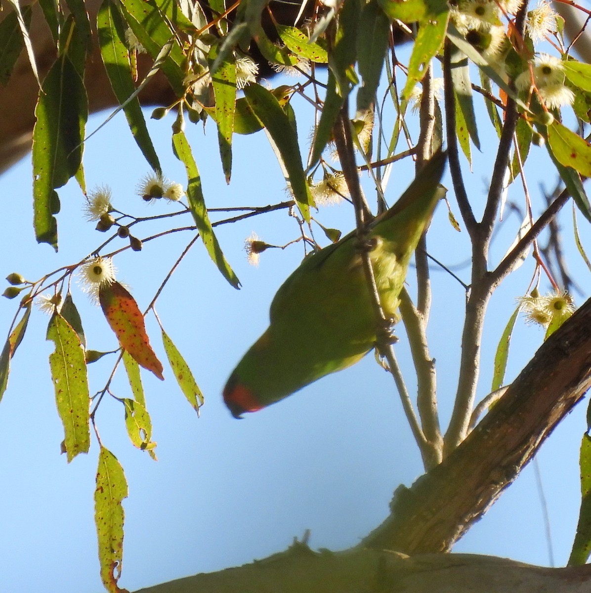 Little Lorikeet - ML640634386