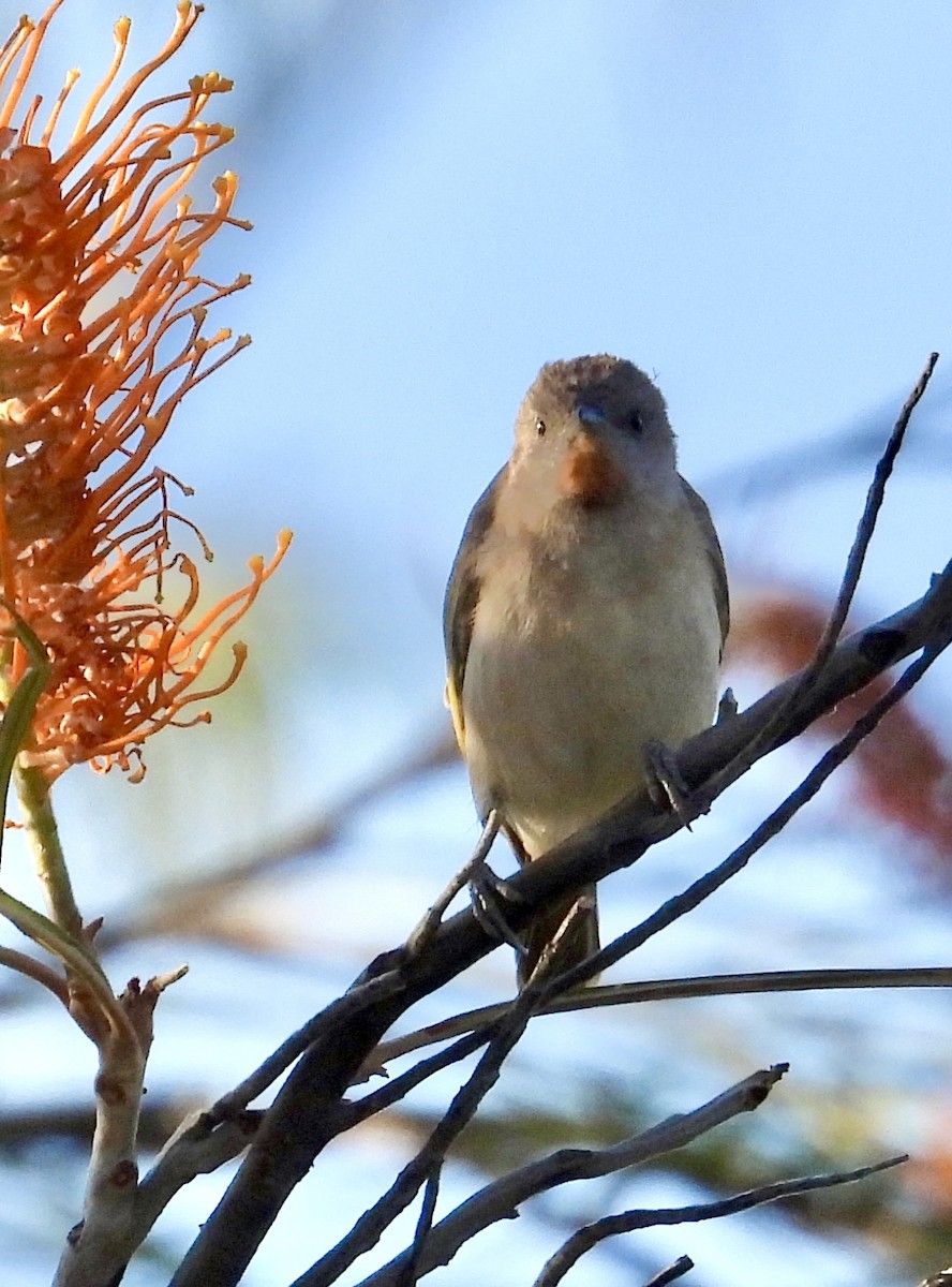 Rufous-throated Honeyeater - ML640634399