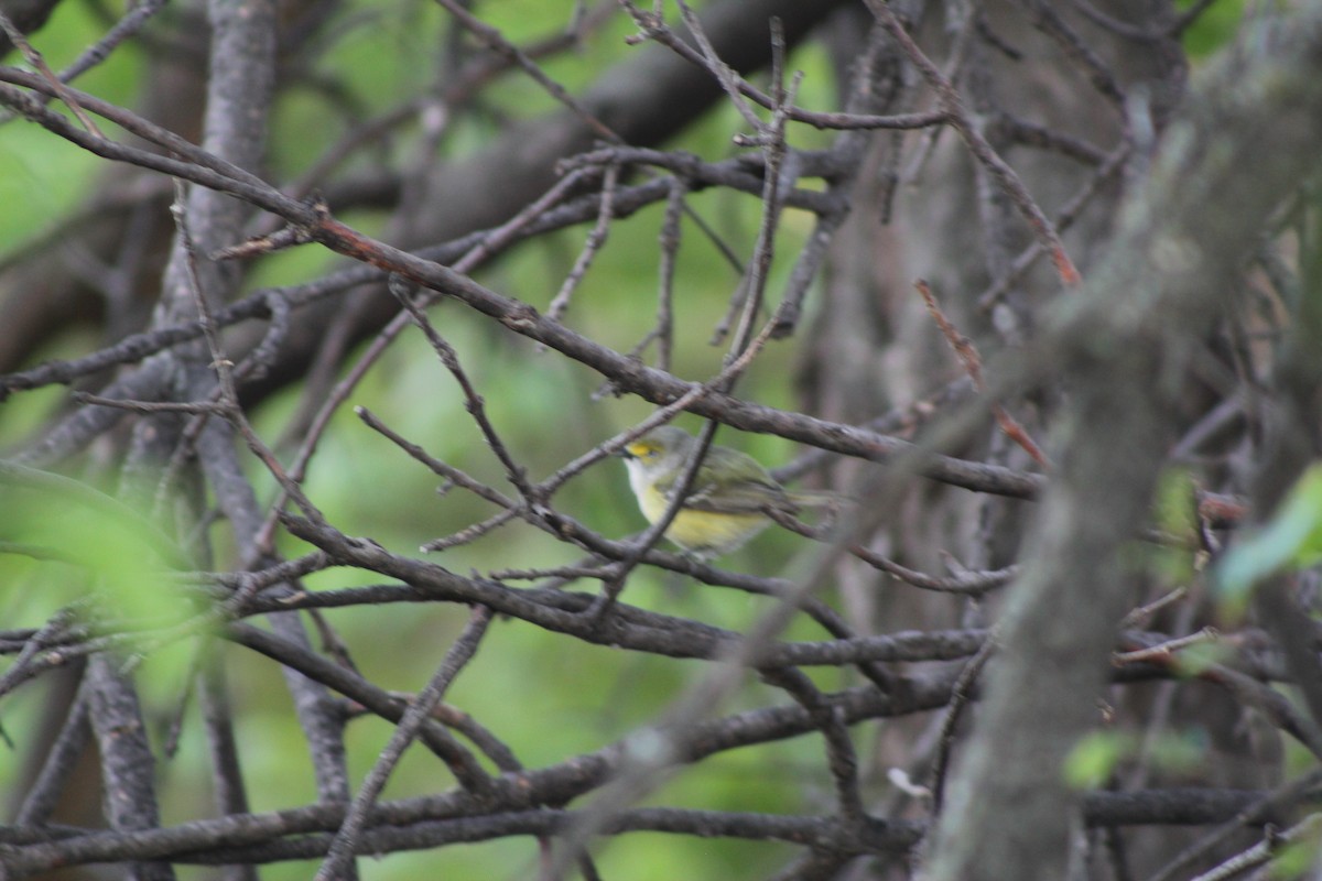 White-eyed Vireo - ML640634407