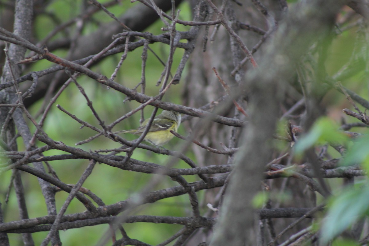 White-eyed Vireo - ML640634408
