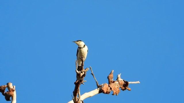 Banded Honeyeater - ML640634412