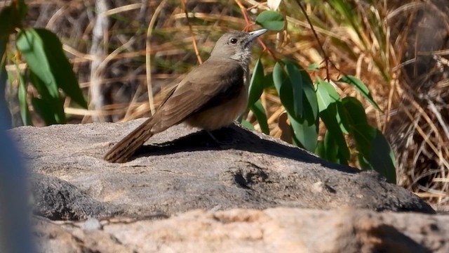 Sandstone Shrikethrush - ML640634427