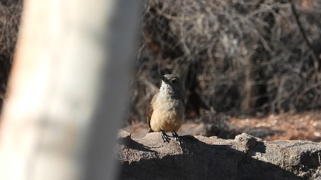 Sandstone Shrikethrush - ML640634428
