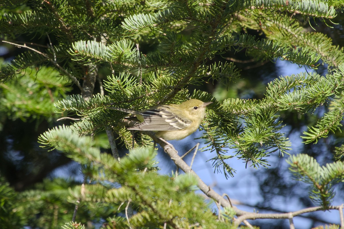 Bay-breasted Warbler - ML640634497