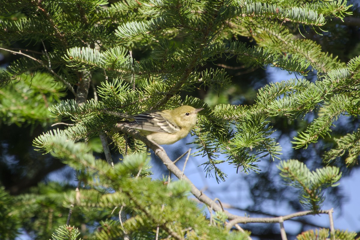 Bay-breasted Warbler - ML640634498