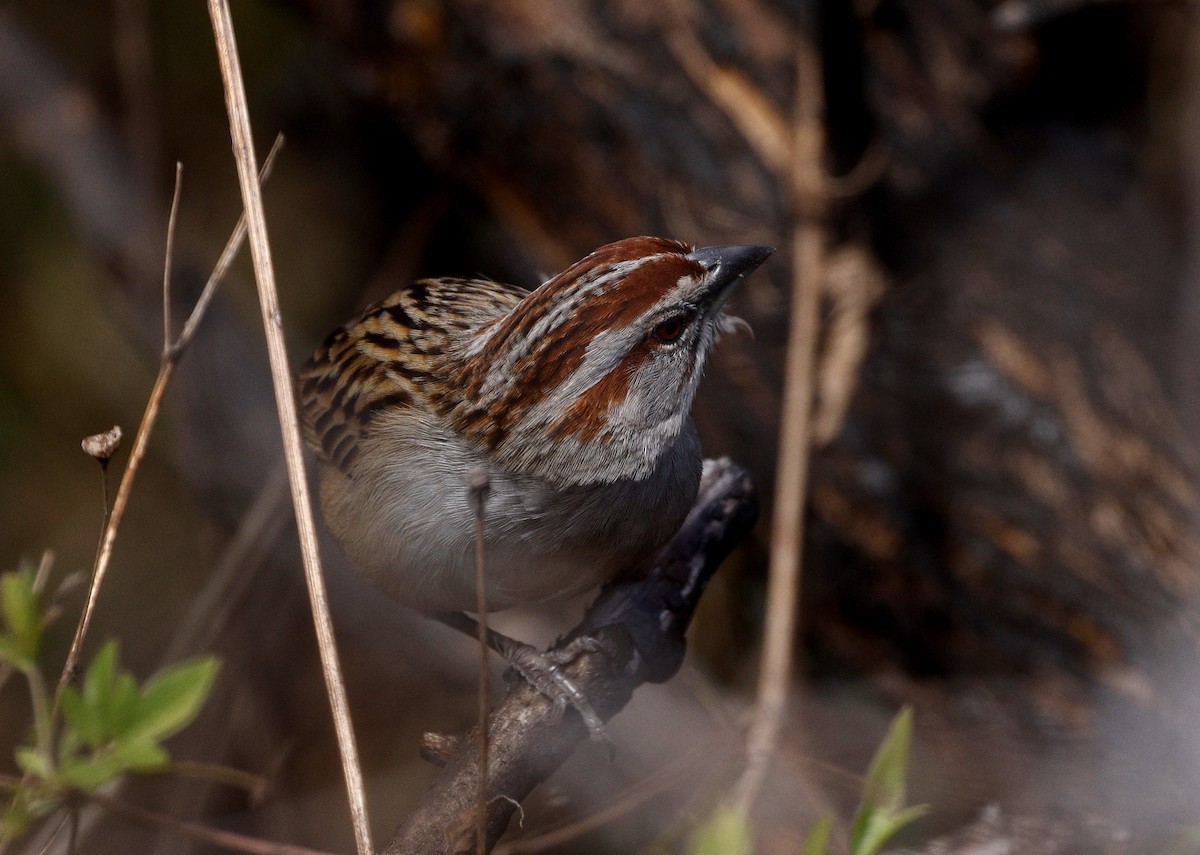 Chaco Sparrow - ML640634514