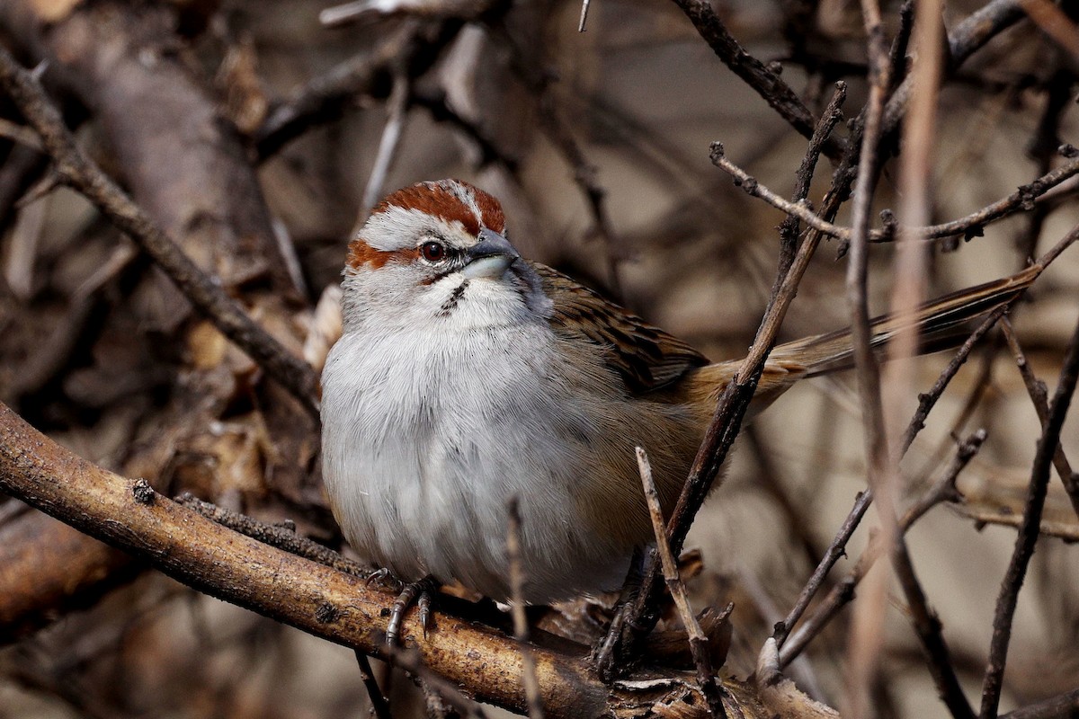Chaco Sparrow - ML640634520