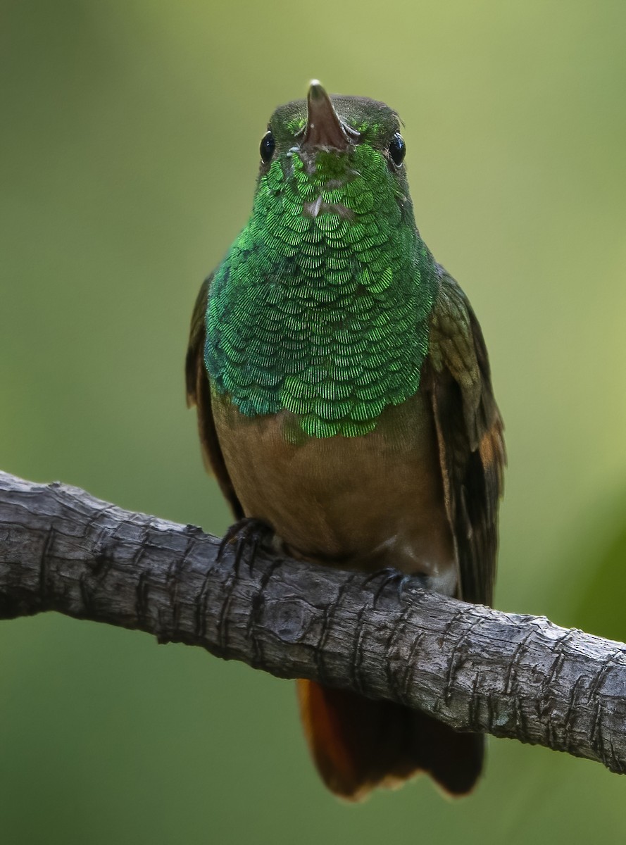 Chestnut-bellied Hummingbird - ML640634539