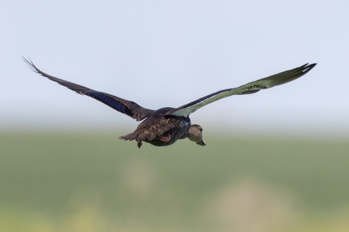 dabbling duck sp. - ML640634628