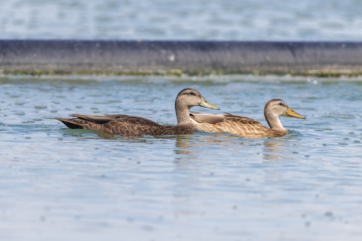 dabbling duck sp. - ML640634629